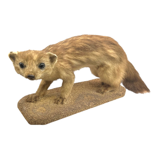 Taxidermy pine marten on a white background