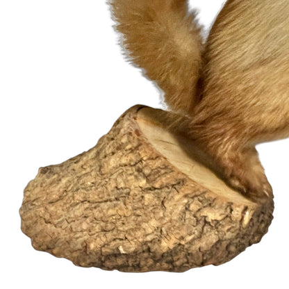 Close-up of a pine marten on a white background