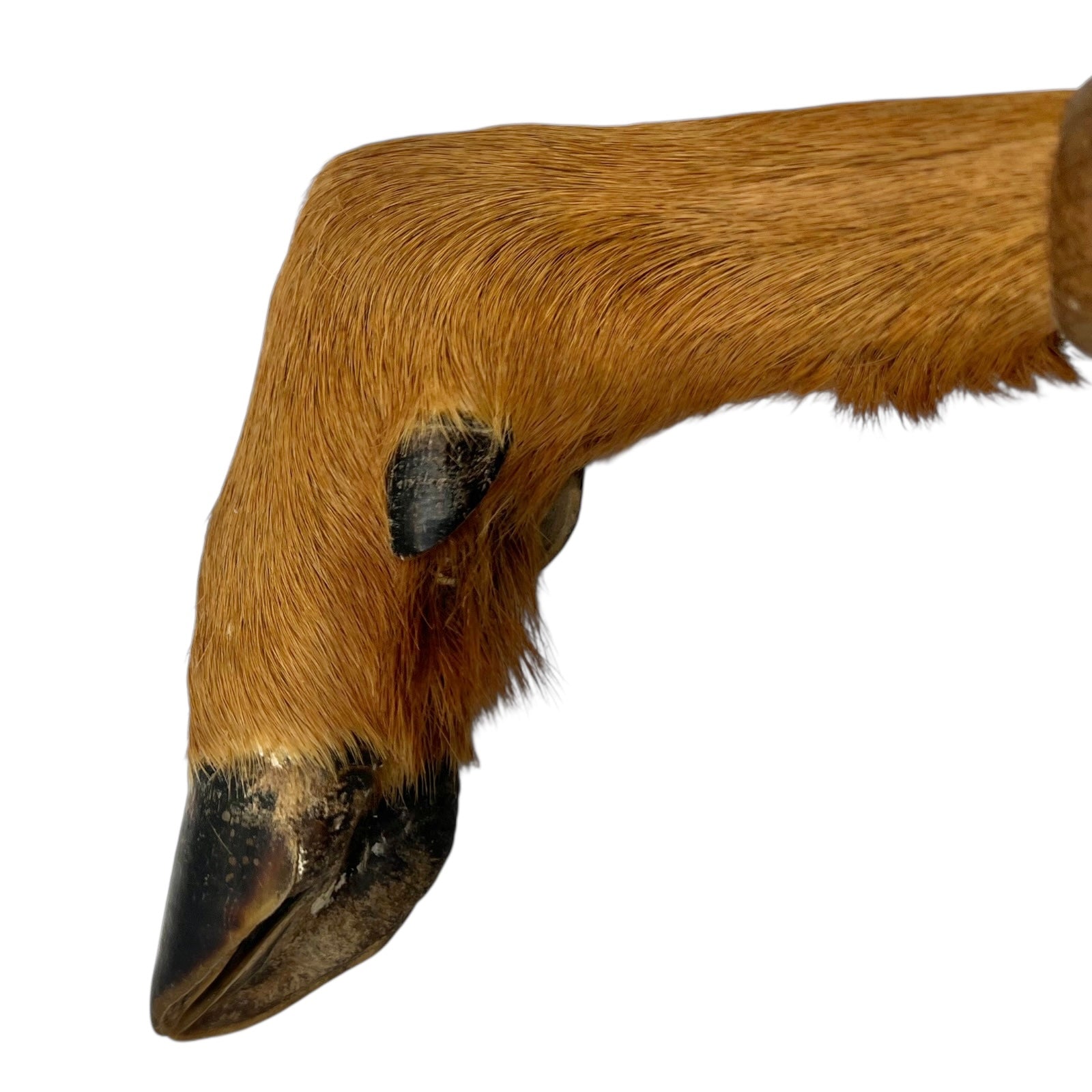 Two wooden wall-mounted deer hooves decorations on a plain wall.