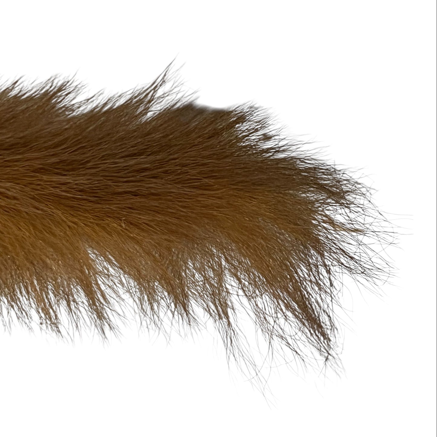 Close-up of a taxidermy small animal with a white background