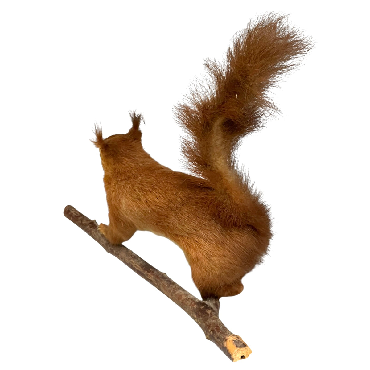 A taxidermy mount of a red squirrel on a small branch, shown from behind against a solid white background.