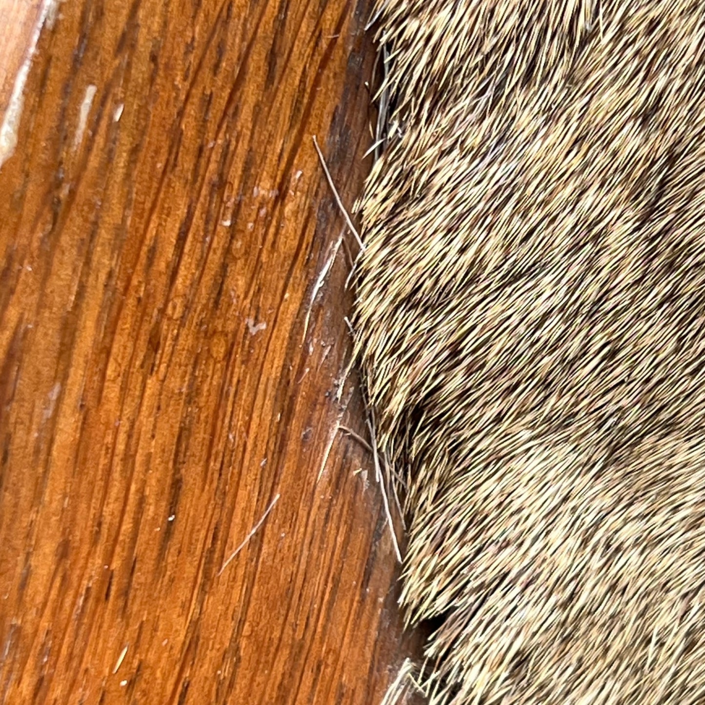 Close-up of deer mount against a wooden surface