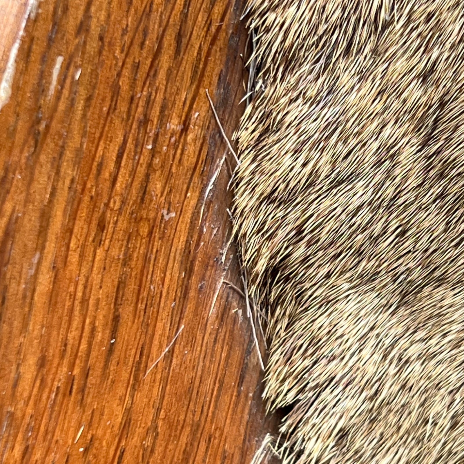 Close-up of deer mount against a wooden surface