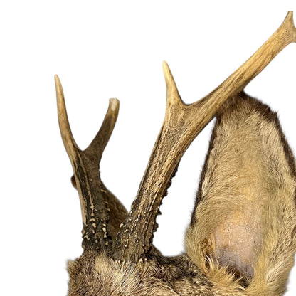 Taxidermy deer head with large antlers on a white background