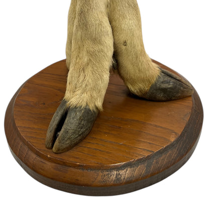 taxidermy plant stand base