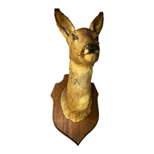 Trophied deer head mounted on a wooden plaque against a white background
