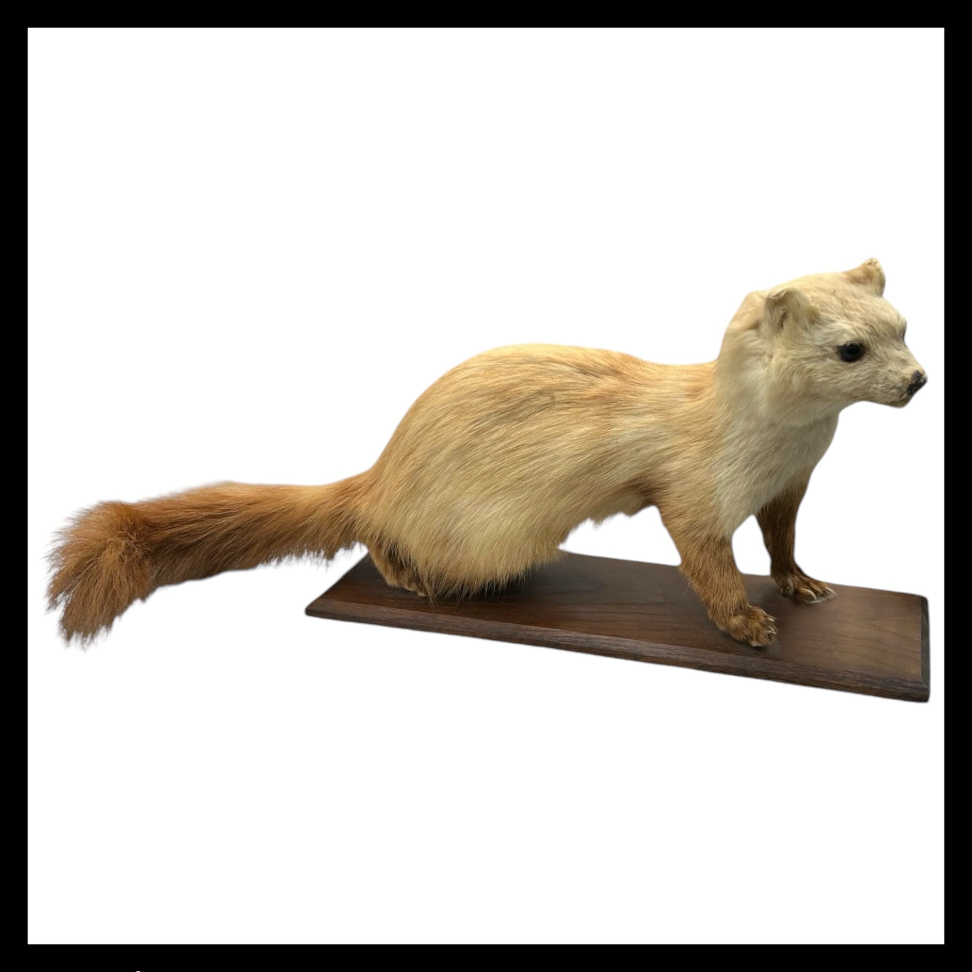 French Vintage Taxidermy Stuffed Animal, Weasel Pole Cat Pine Marten, Stoat 