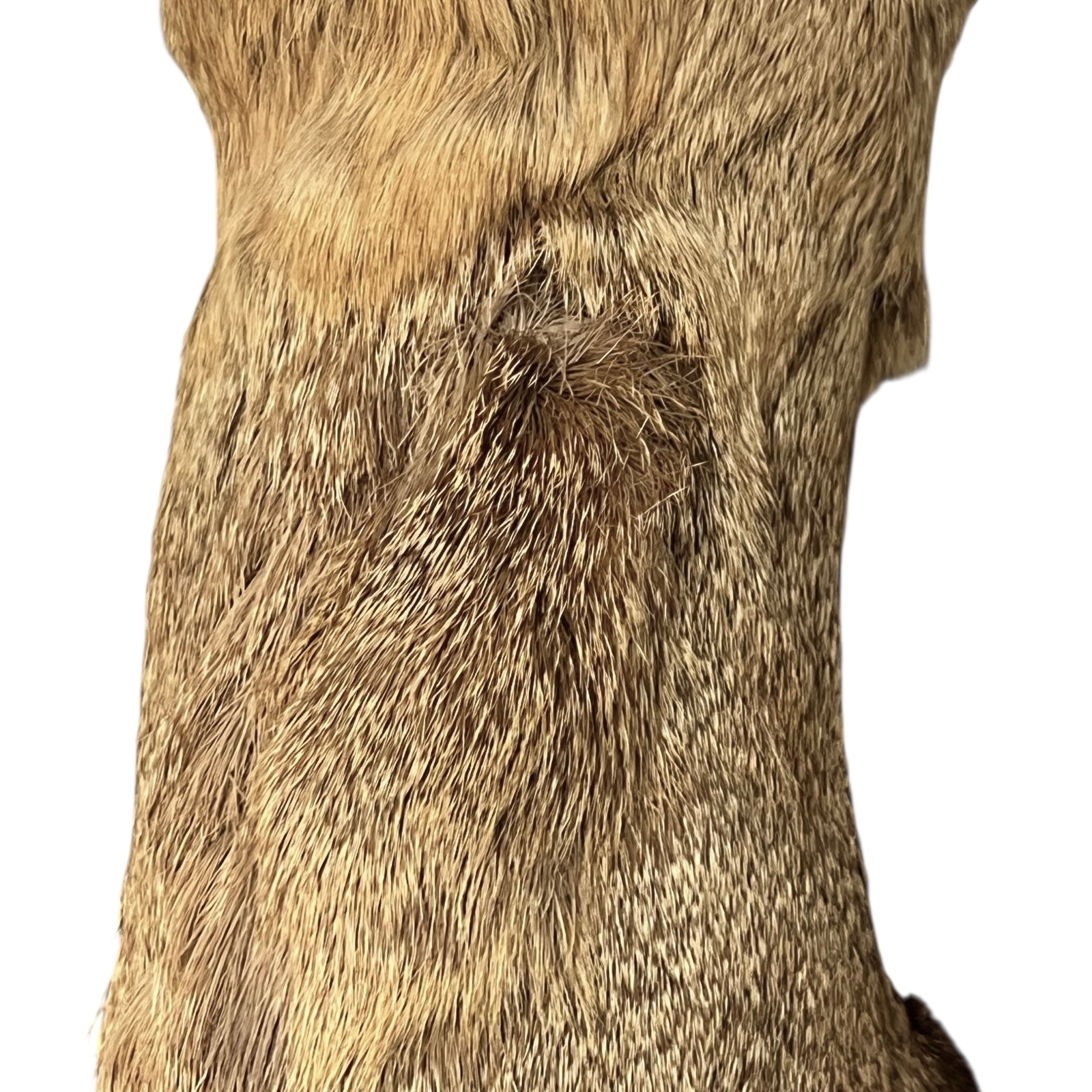 Close up of deer taxidermy head
