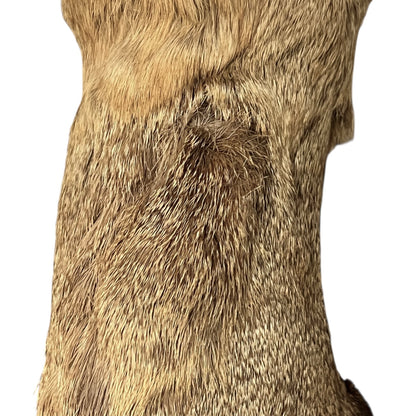 Close up of deer taxidermy head