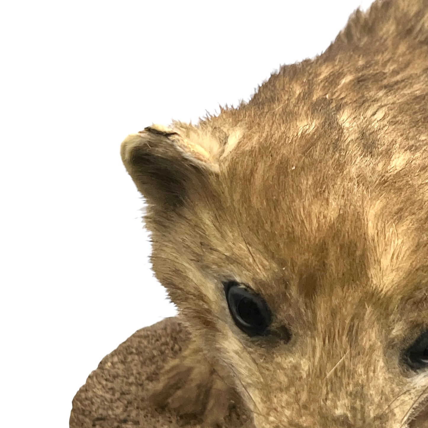 Close up of taxidermy animal on a white background