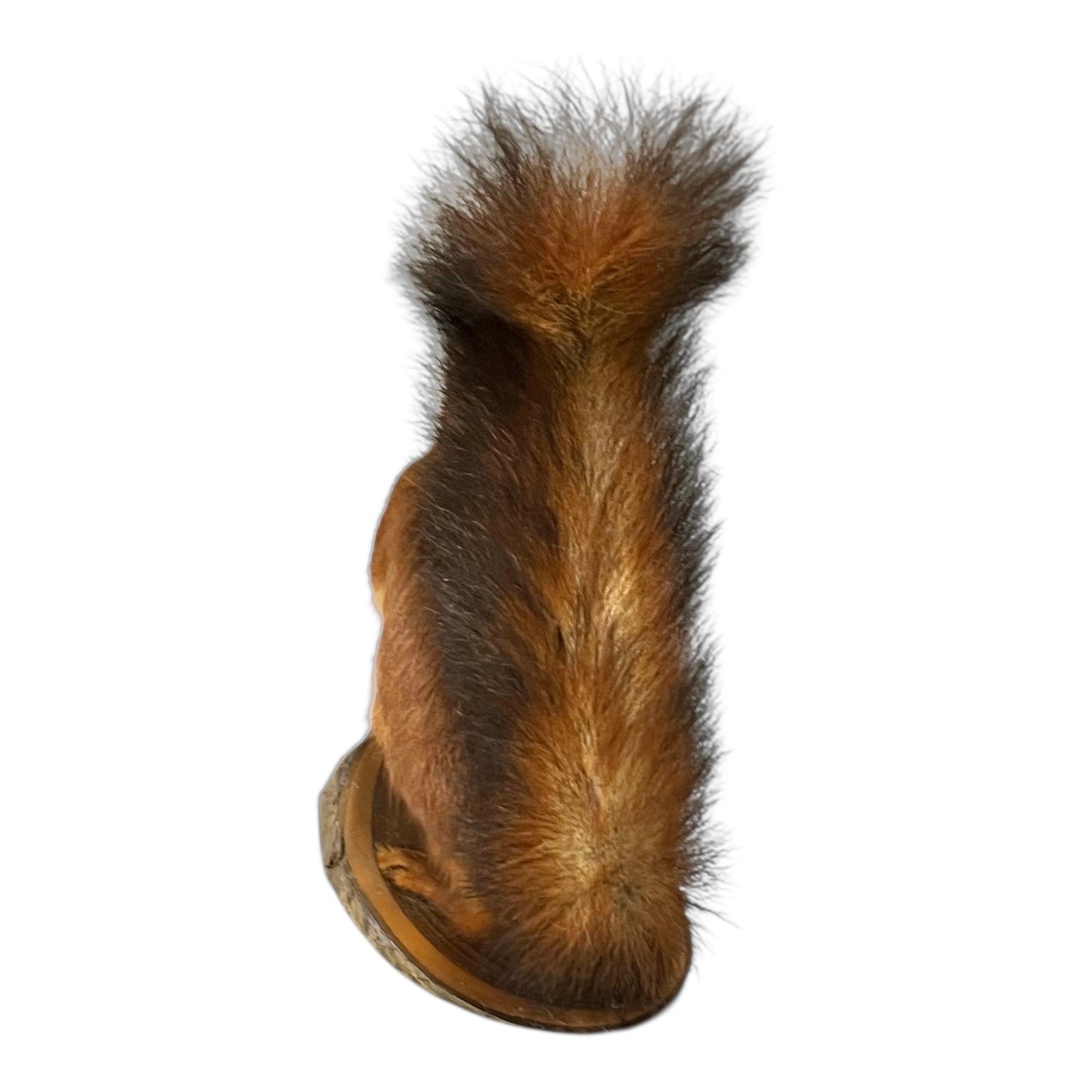 squirrels  tail on a white background