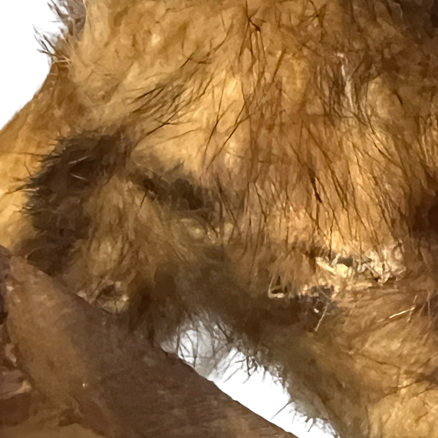 Close up of a taxidermy weasel on a white background