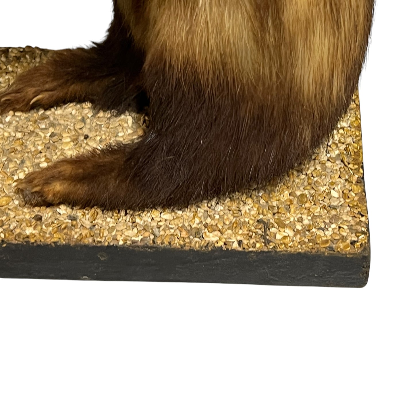 close up of a taxidermy wildlife small animal on a white background