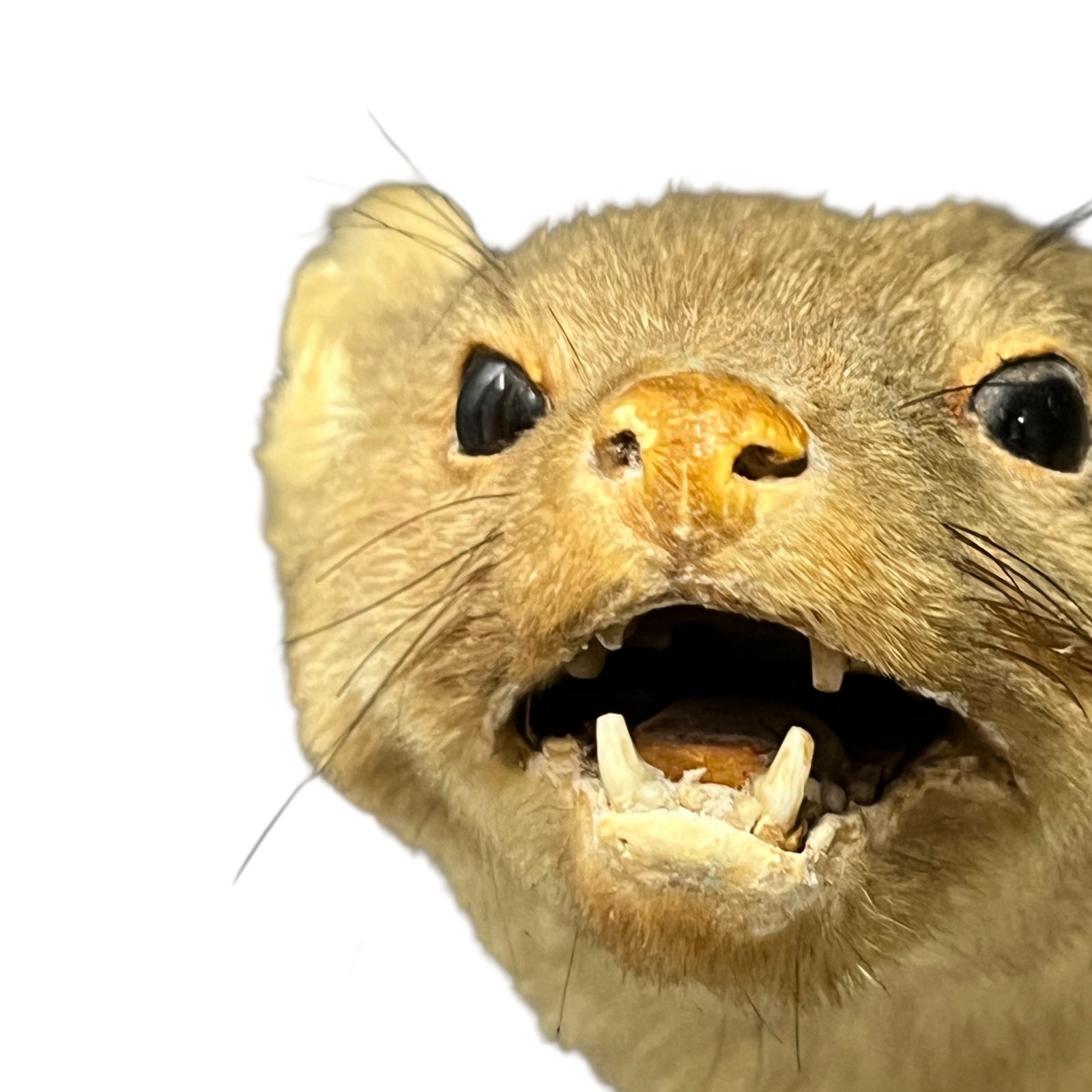 Close-up of a pine marten face with an open mouth on a white background