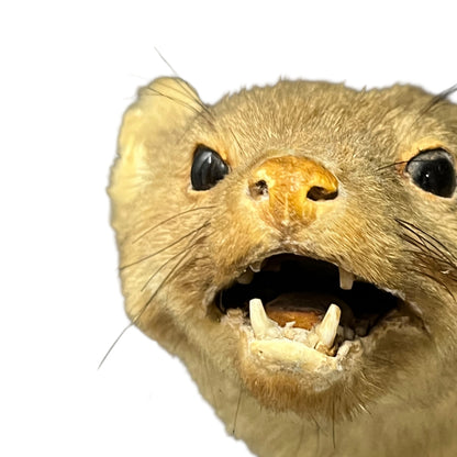 Close-up of a pine marten face with an open mouth on a white background