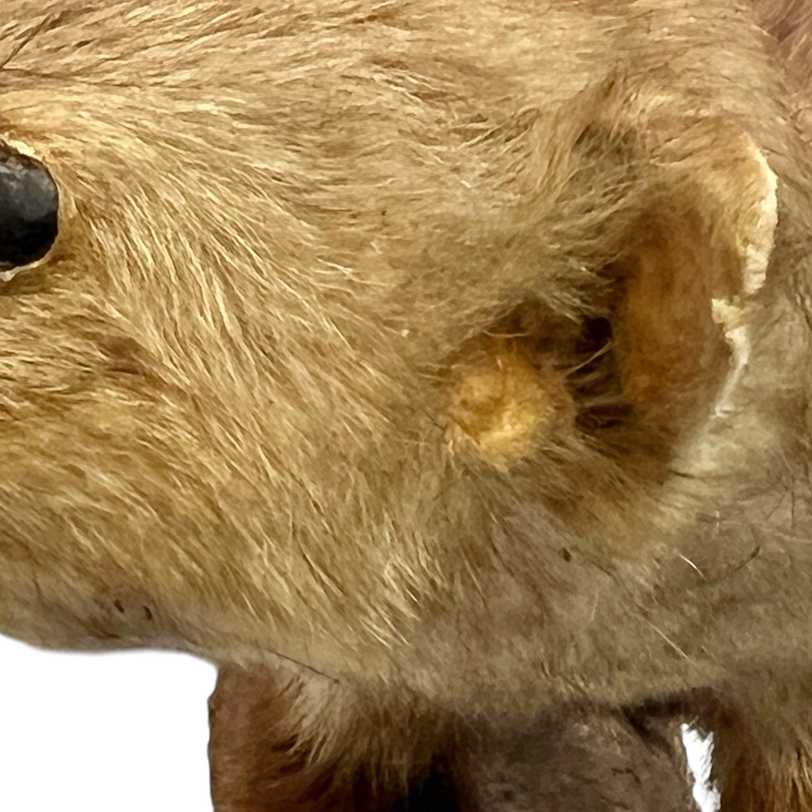 Close-up of a taxidermy small stoat-like animal against a white background.