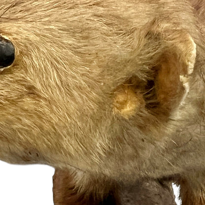 Close-up of a taxidermy small stoat-like animal against a white background.