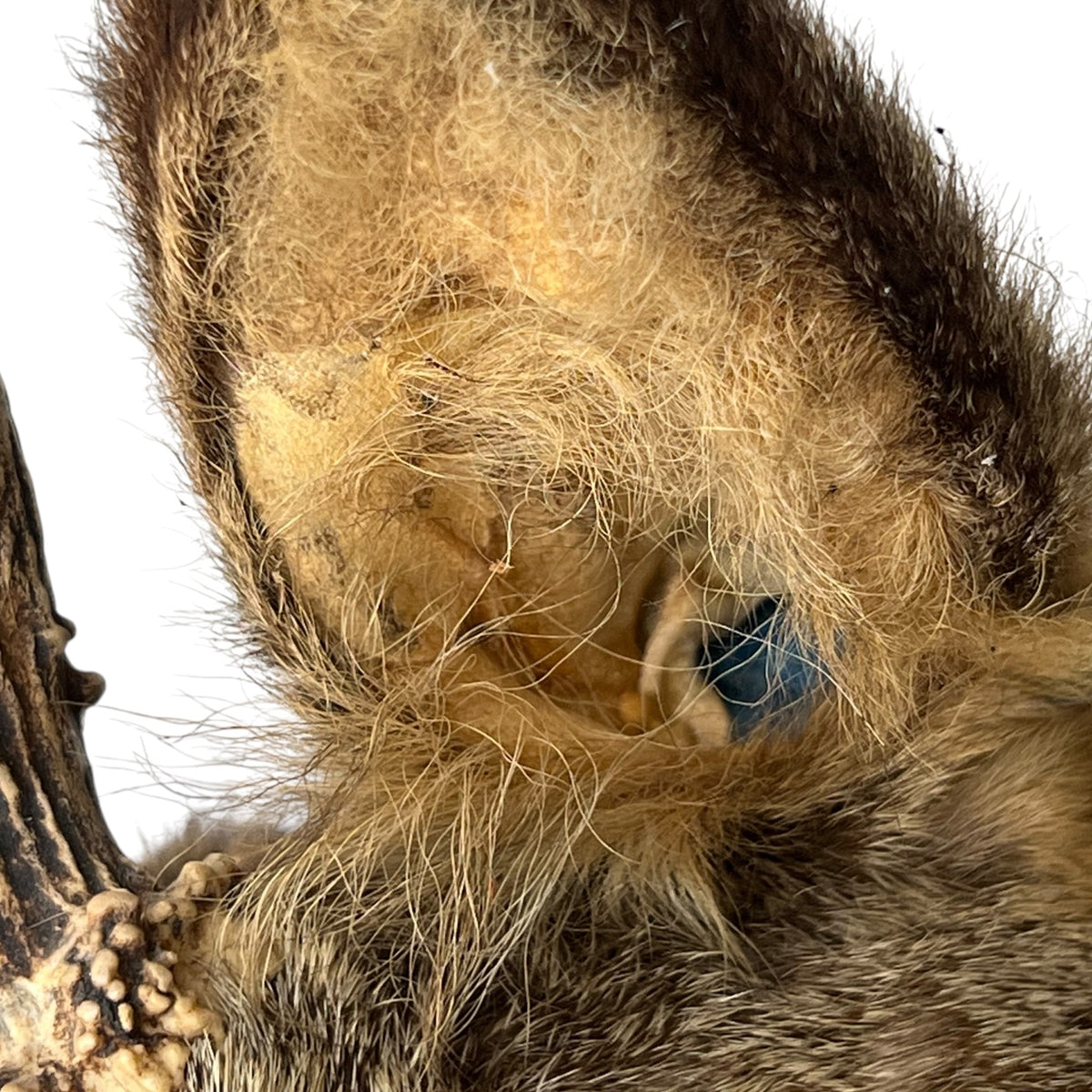 French Taxidermy Deer Head – Vintage Mounted Deer Specimen with Antlers
