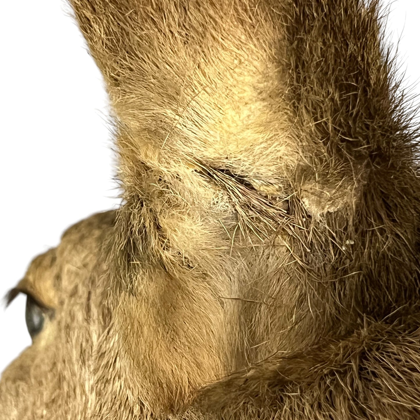 Close-up of a taxidermy deer head specimen, showing detailed fur texture, ear, eye, and neck against a plain white background.