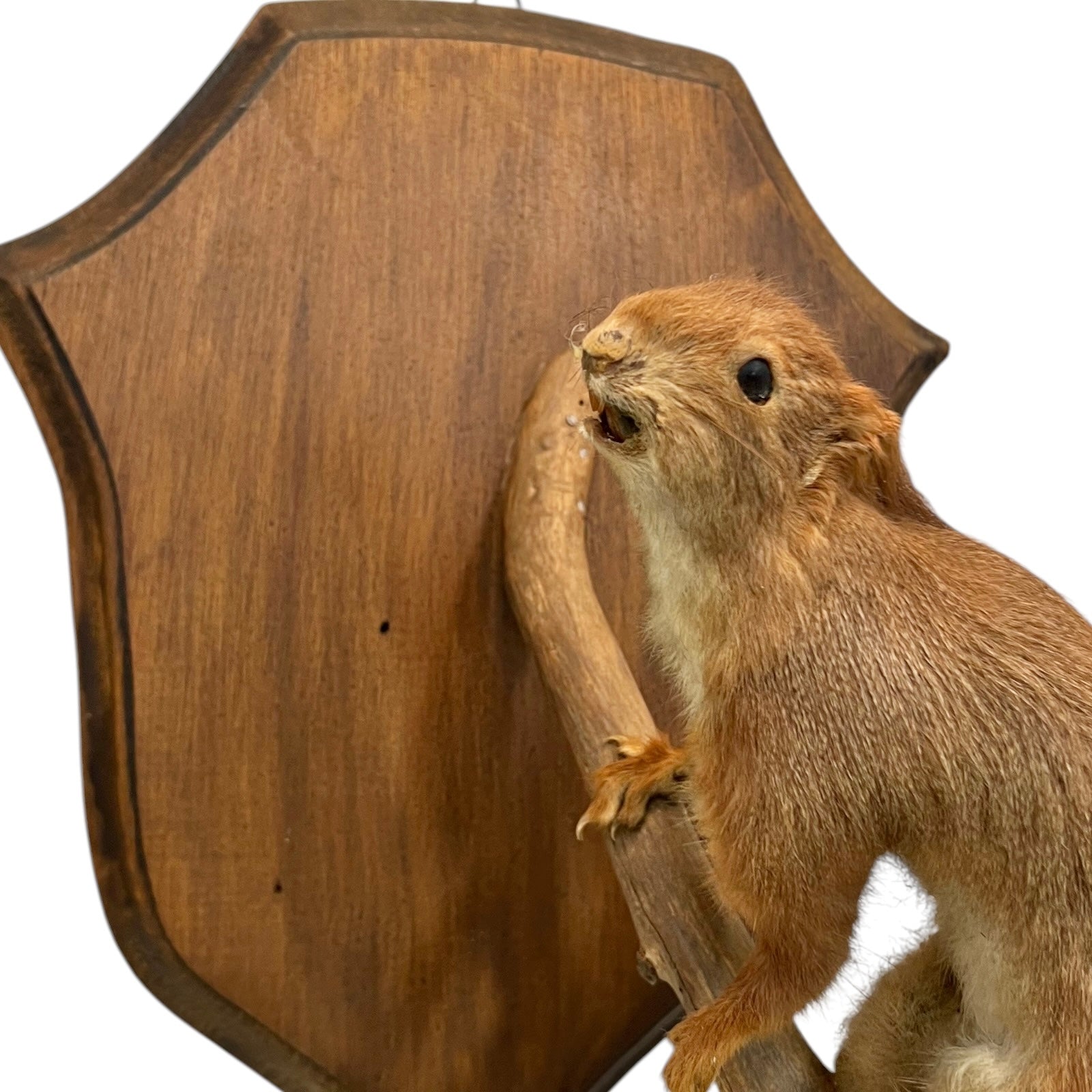 Close up of a taxidermy red squirrel on a white background 