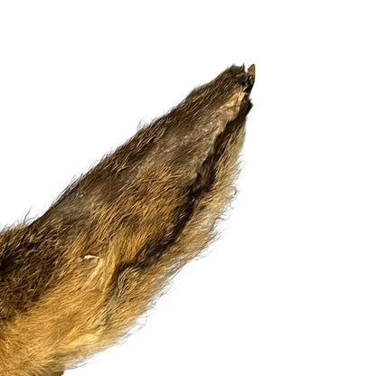 Close-up of deer mount against a wooden surface