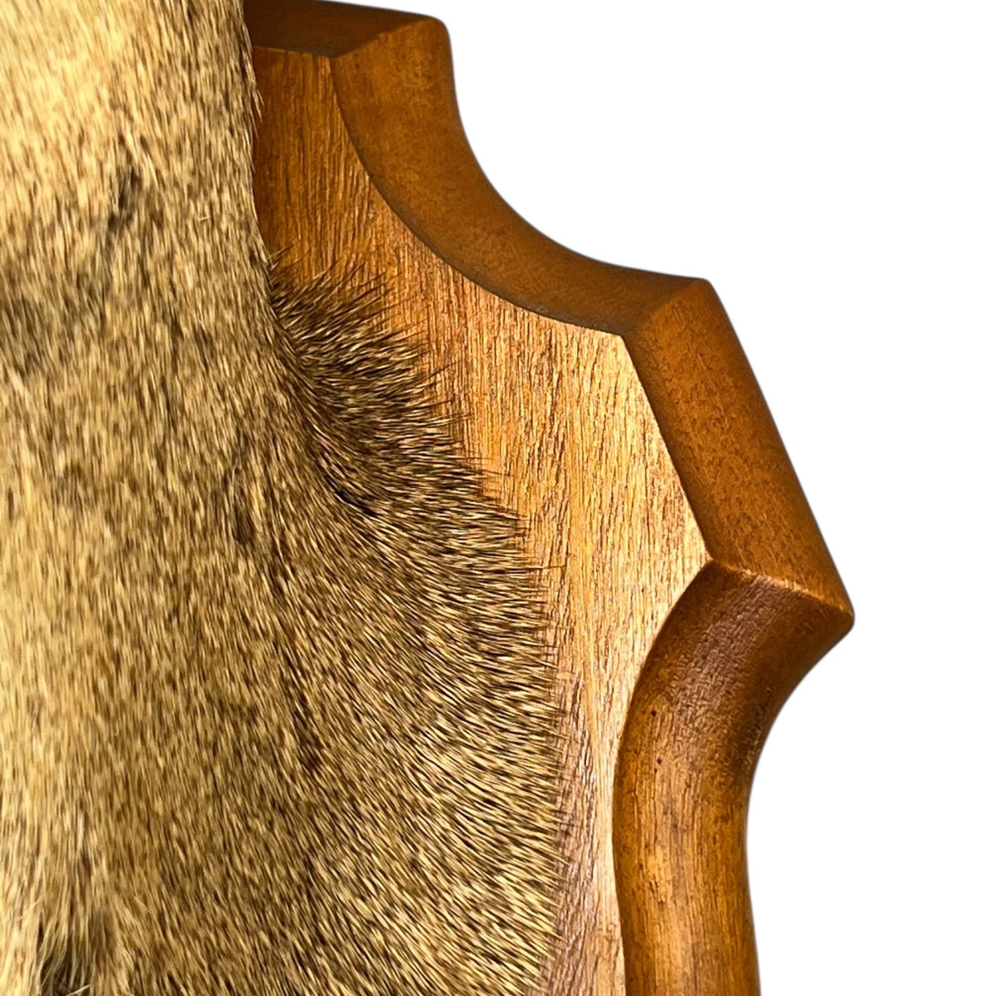 Close-up of a taxidermy deer head on a white background