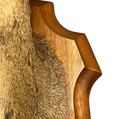 Close-up of a taxidermy deer head on a white background