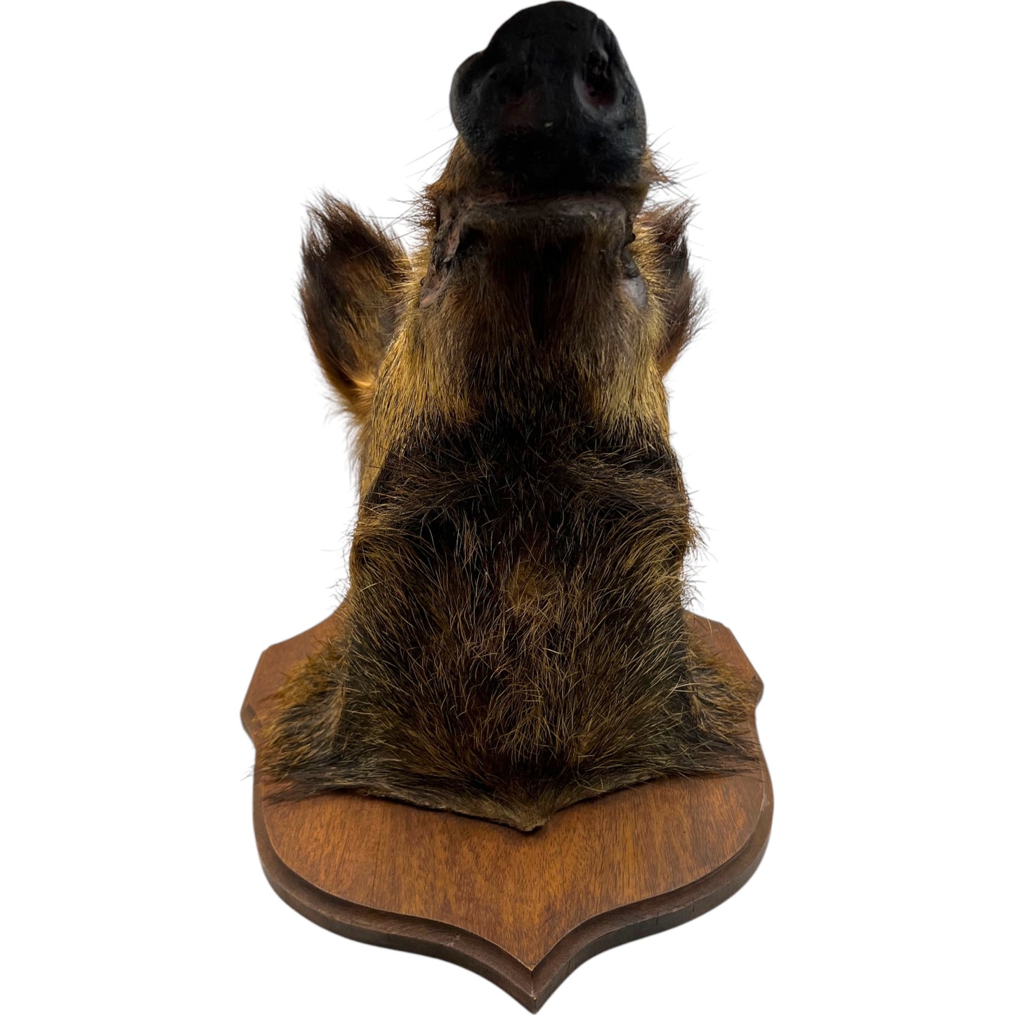 Taxidermy Wild Boar, French Vintage Adult Boar Head Mount