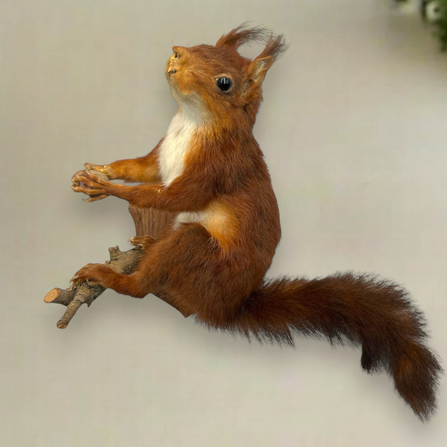 French Vintage Taxidermy Squirrel, Stuffed Animal, Taxidermy Red Squirrel 