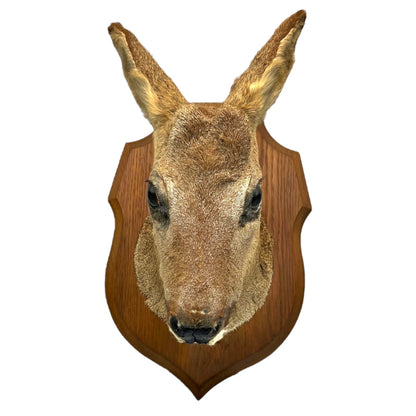 Taxidermy deer head mounted on a wooden plaque with a white background