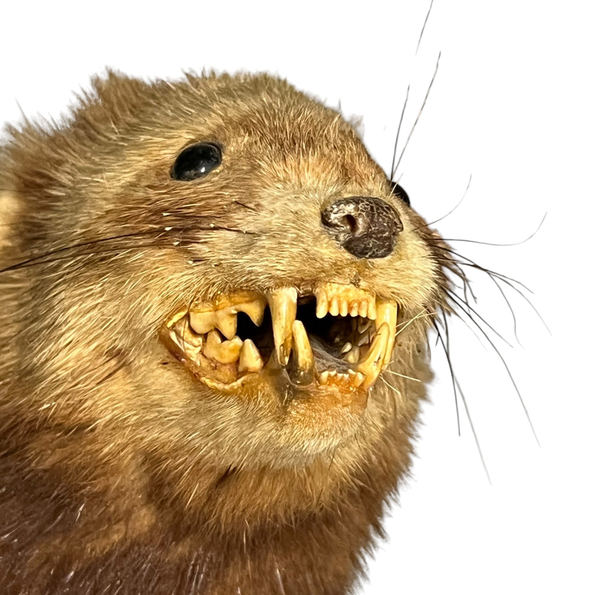Vintage European Polecat Taxidermy Mount – Mustela putorius Natural History Display