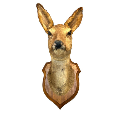 Taxidermy deer head mounted on a wooden plaque with a white background