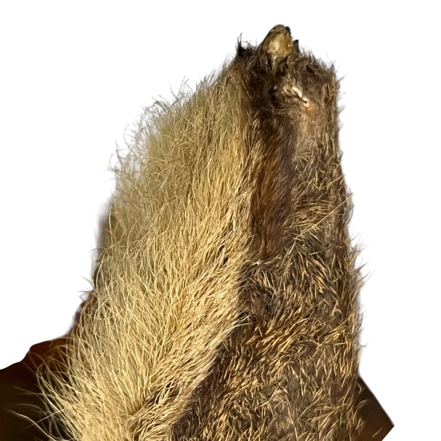 Close-up of deer mount against a wooden surface