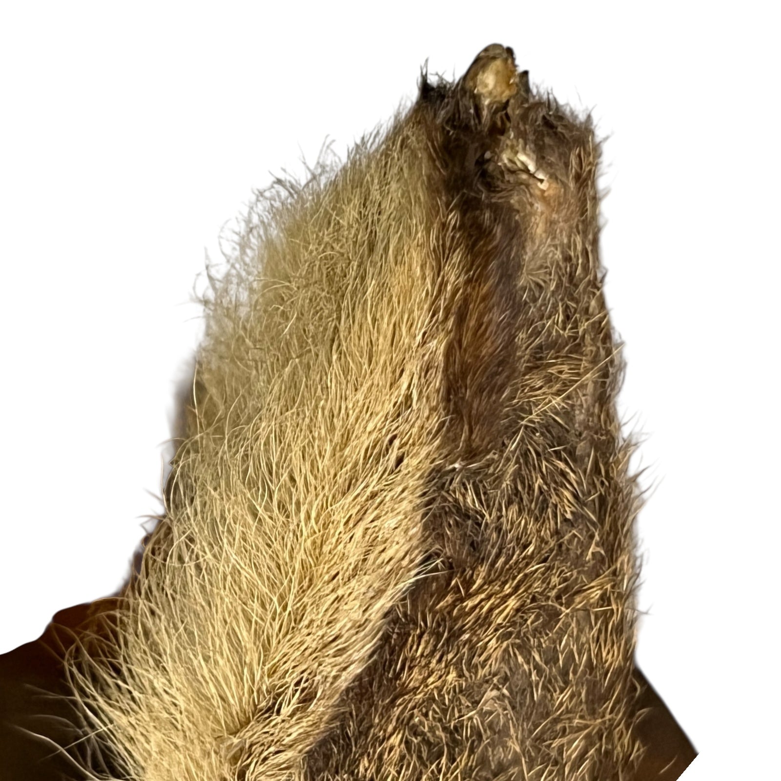 Close-up of deer mount against a wooden surface