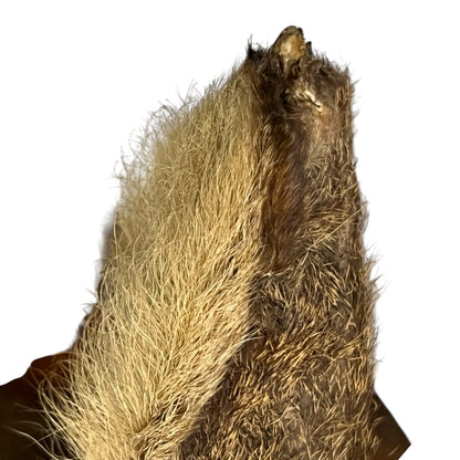 Close-up of deer mount against a wooden surface