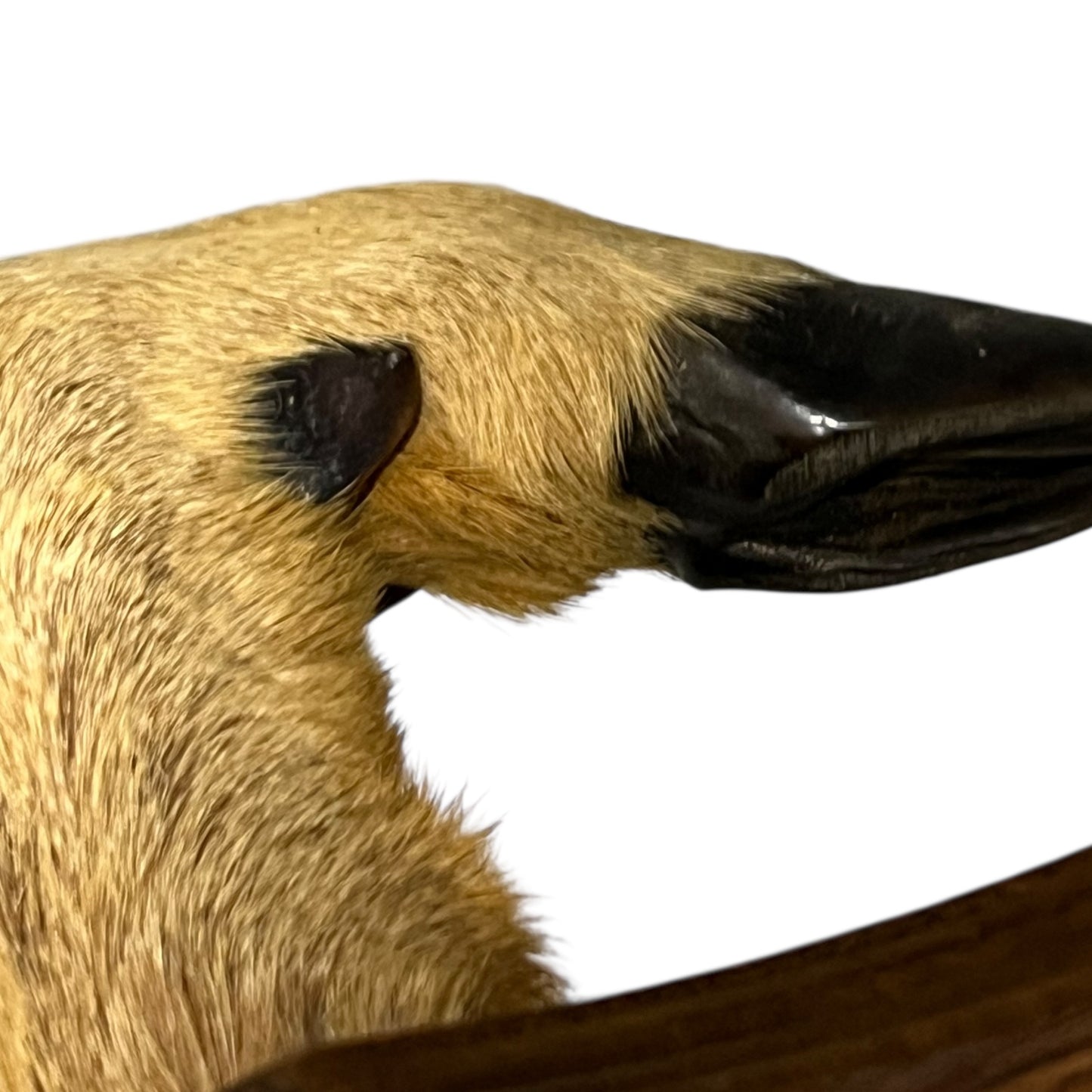 Set of 6 French Deer Hoof Vintage Taxidermy Coat Hooks – Hunting Gift