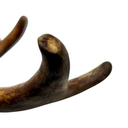 Close-up of a deer antler on a white background