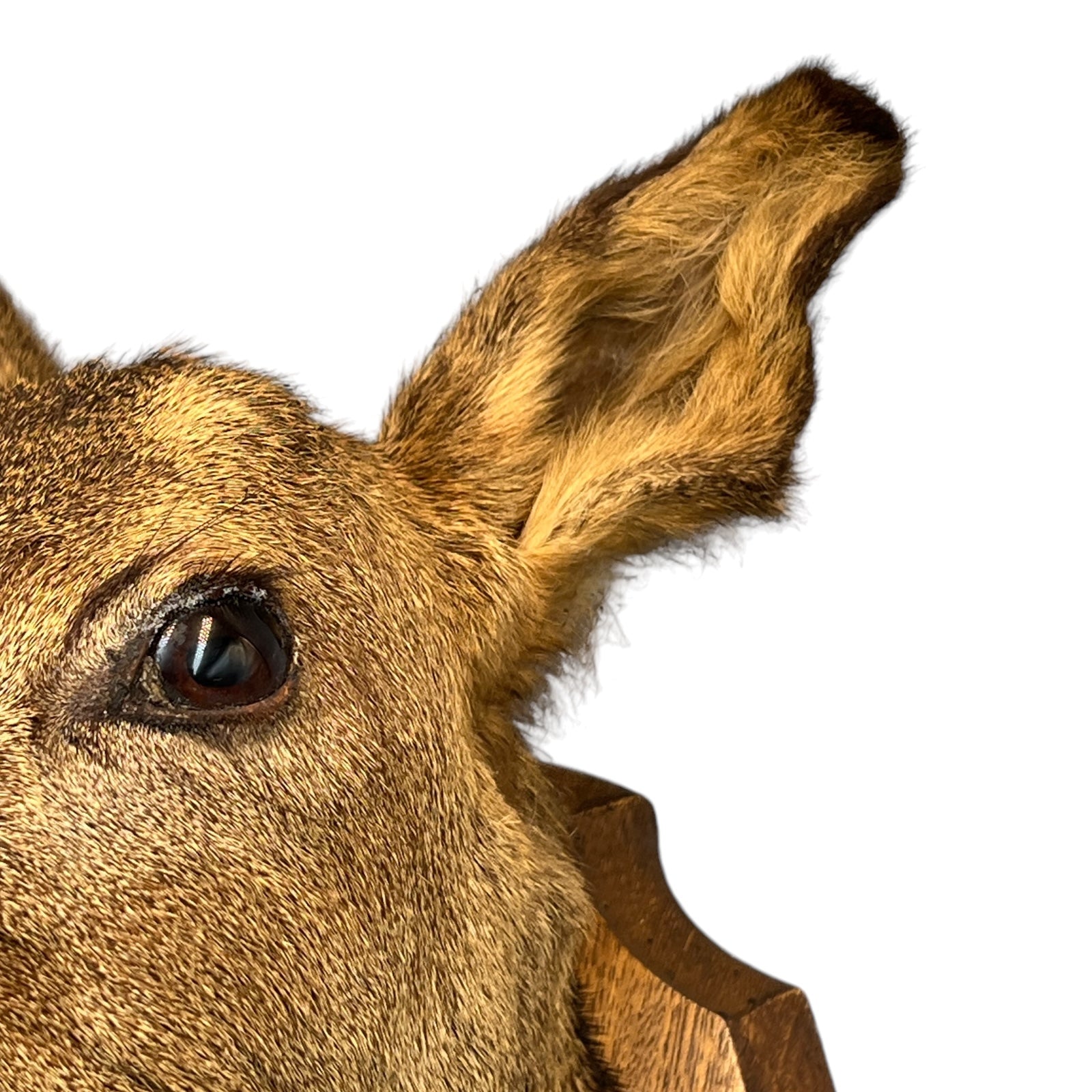 Taxidermy Roe Deer Head Mounted On a Wooden Shield, Good Condition 