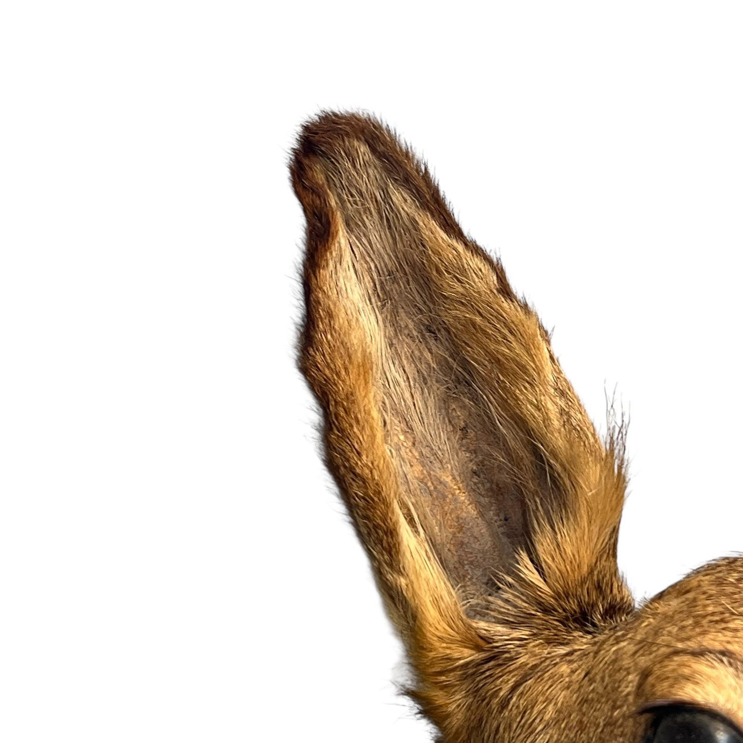 Close-up of a taxidermy deer head on a white background