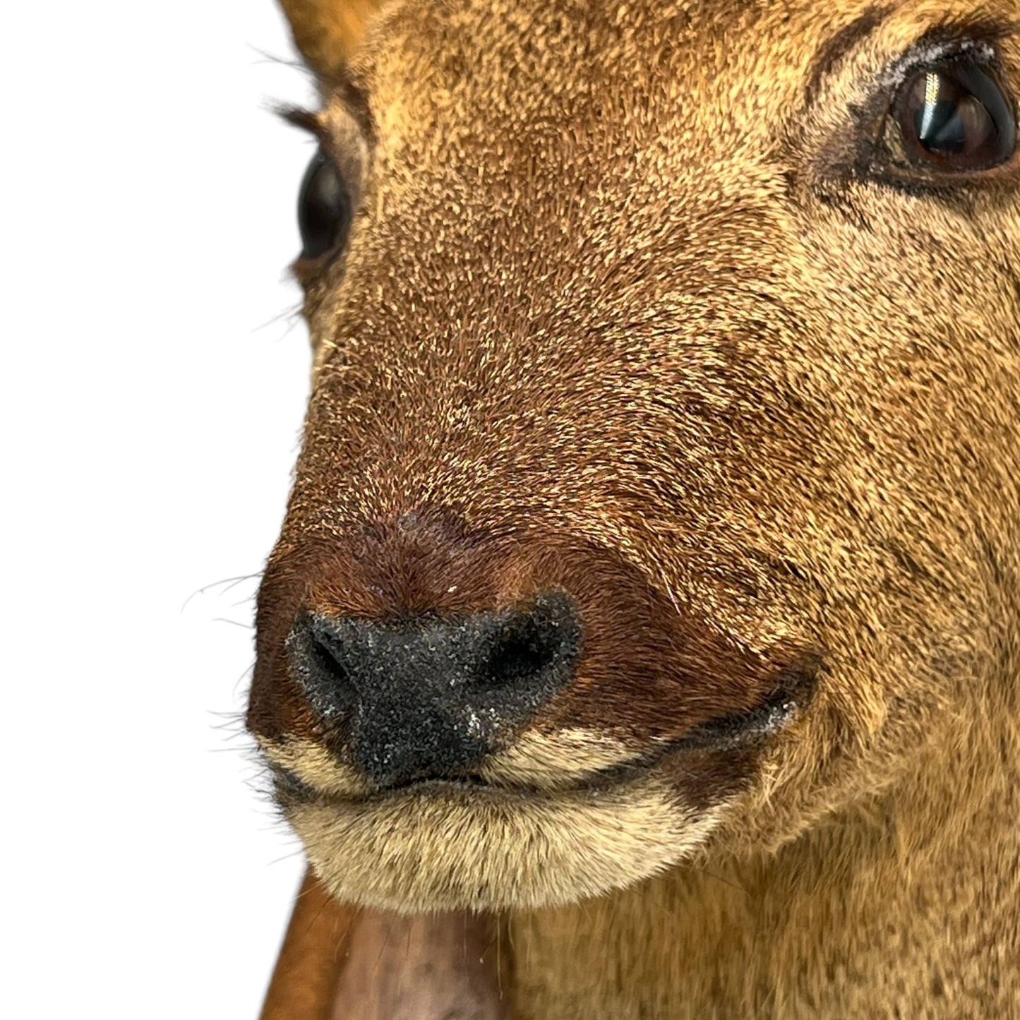 Taxidermy Roe Deer Head Mounted On a Wooden Shield, Good Condition 