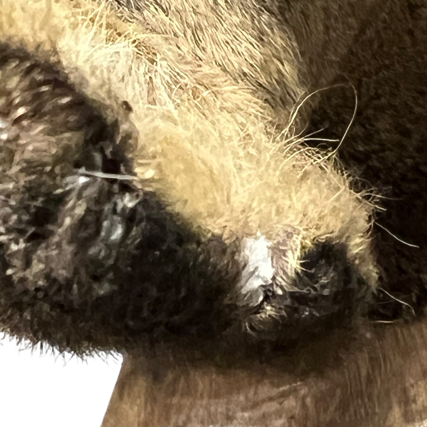 Close-up of a taxidermy deer head on a white background