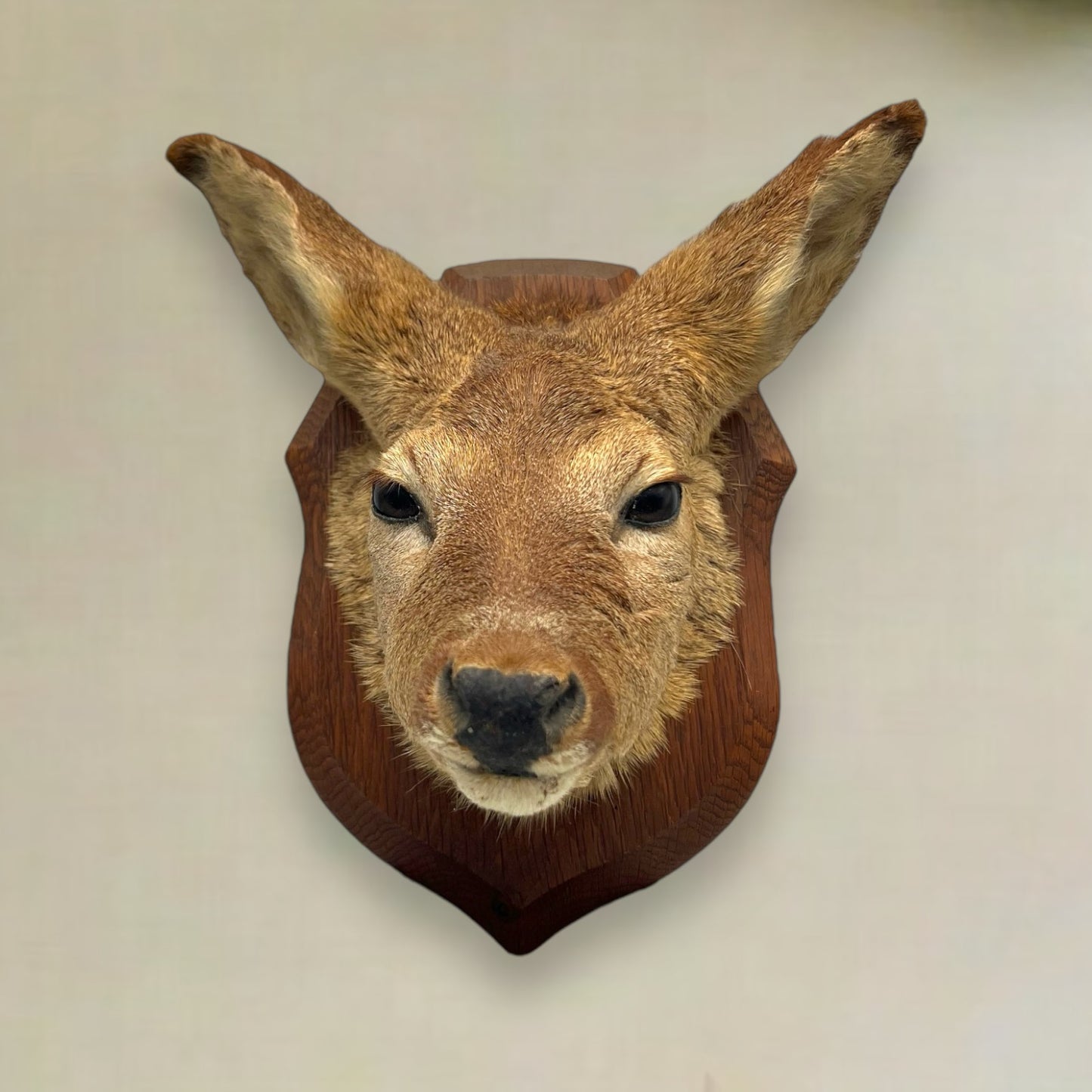 Taxidermy Roe Deer Head Mounted On a Wooden Shield, Good Condition 