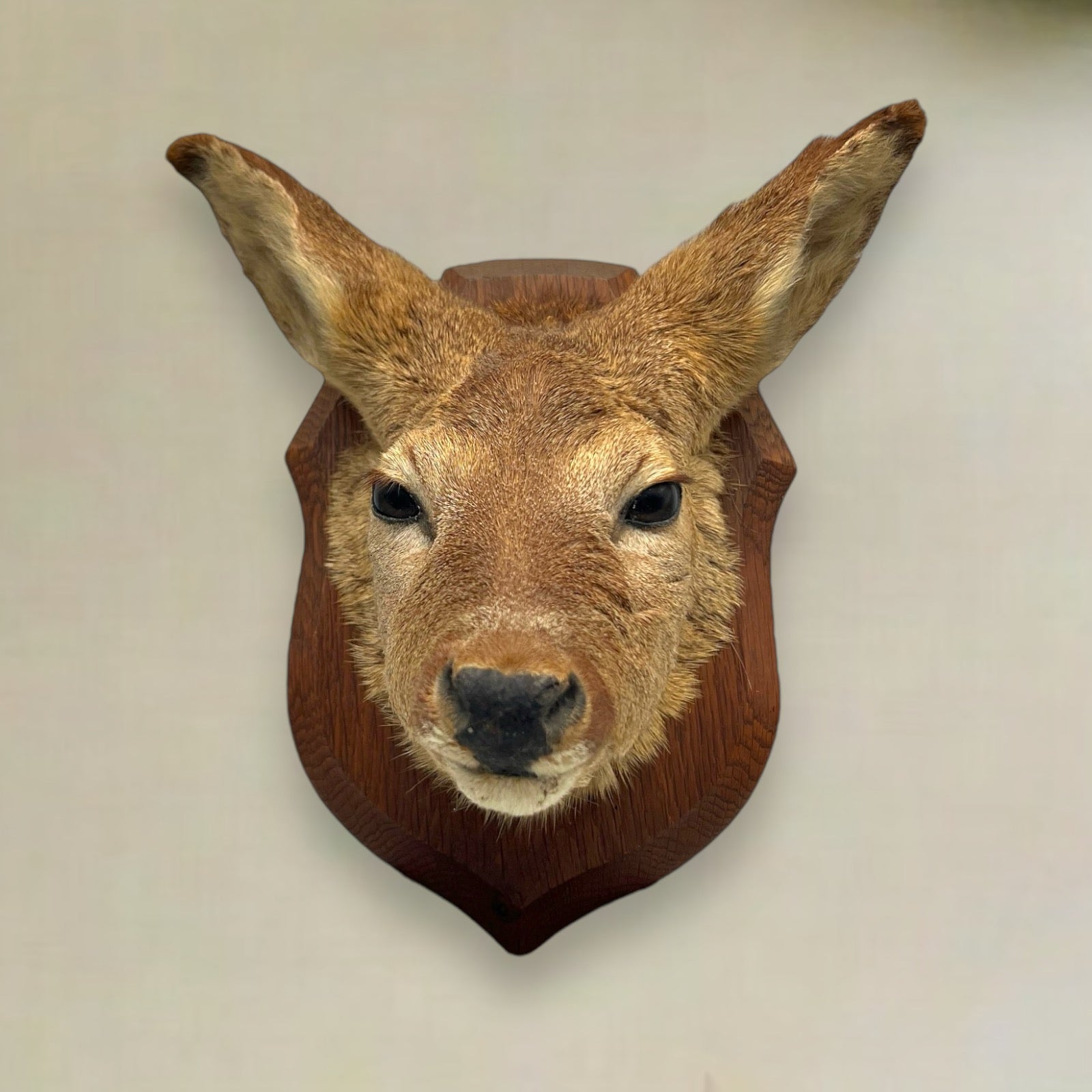 Taxidermy Roe Deer Head Mounted On a Wooden Shield, Good Condition 