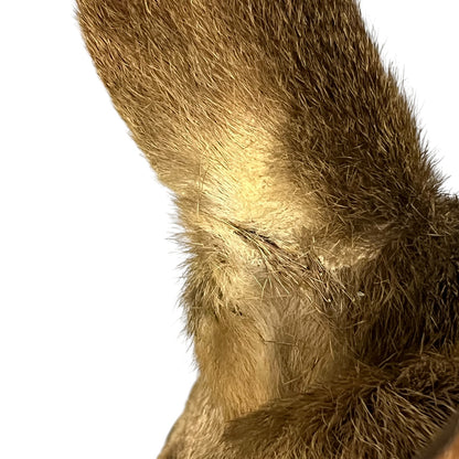 Close-up of a brown and tan furry animal ear against a plain white background.