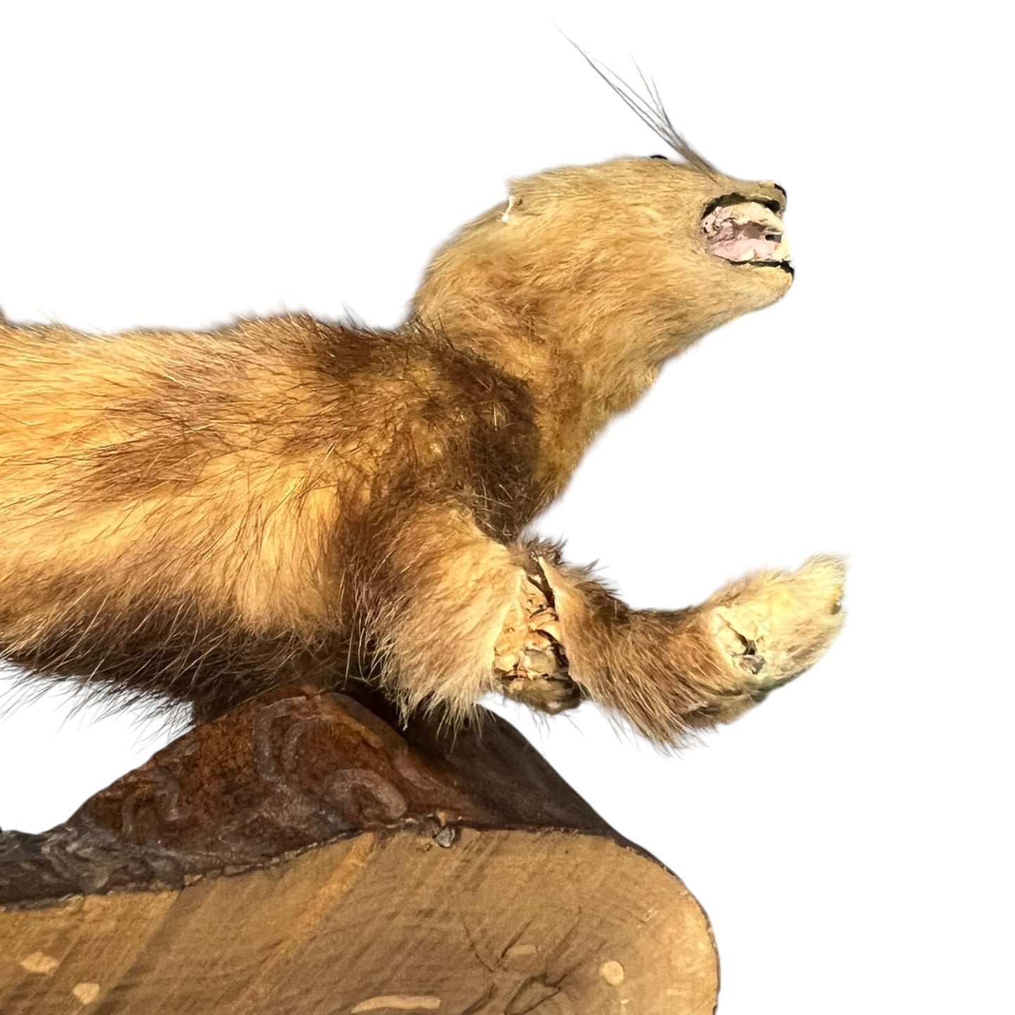 Close up of a taxidermy weasel on a white background