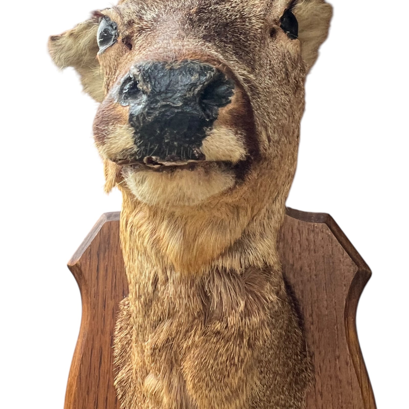 Close up of deer taxidermy head