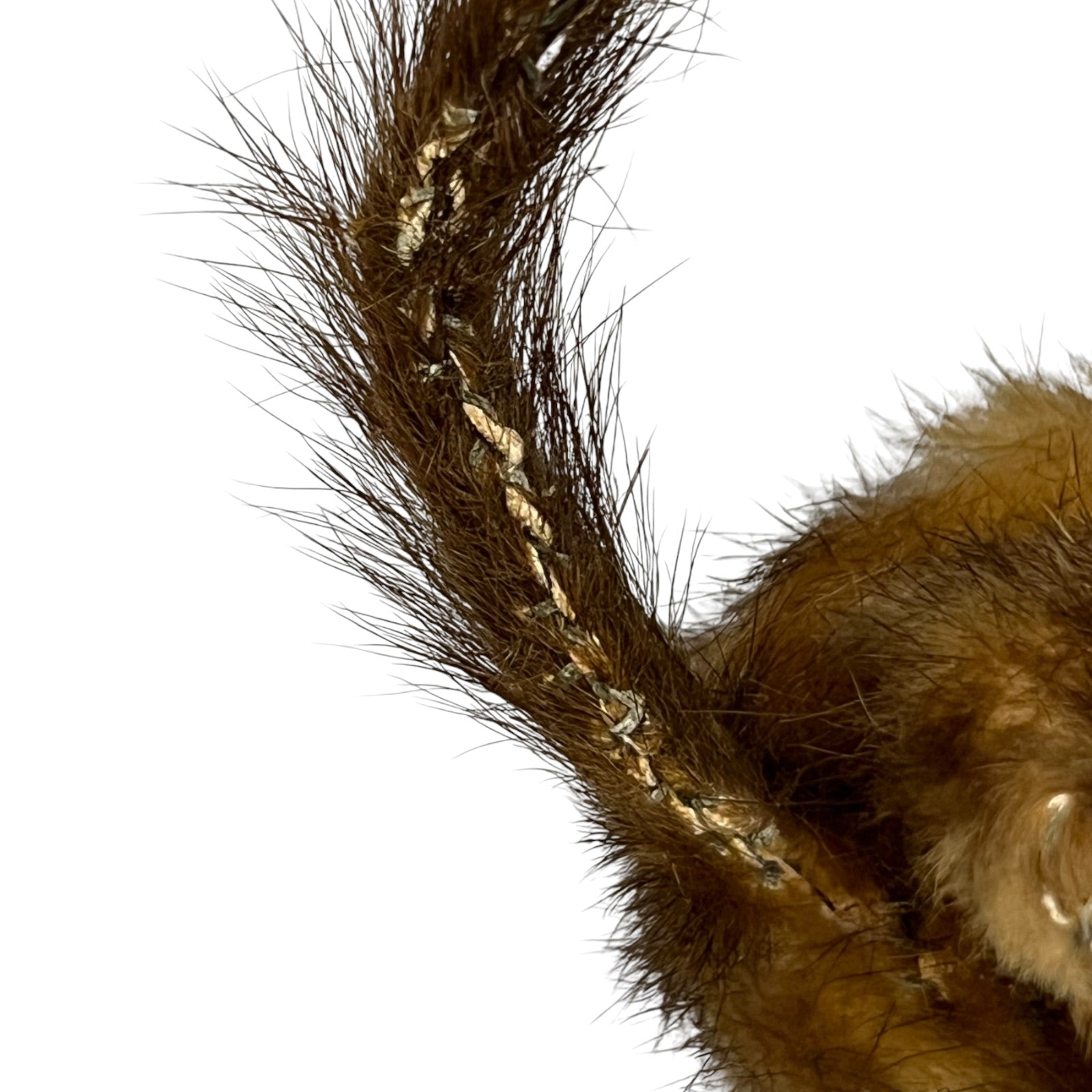 Close up of a taxidermy weasel on a white background