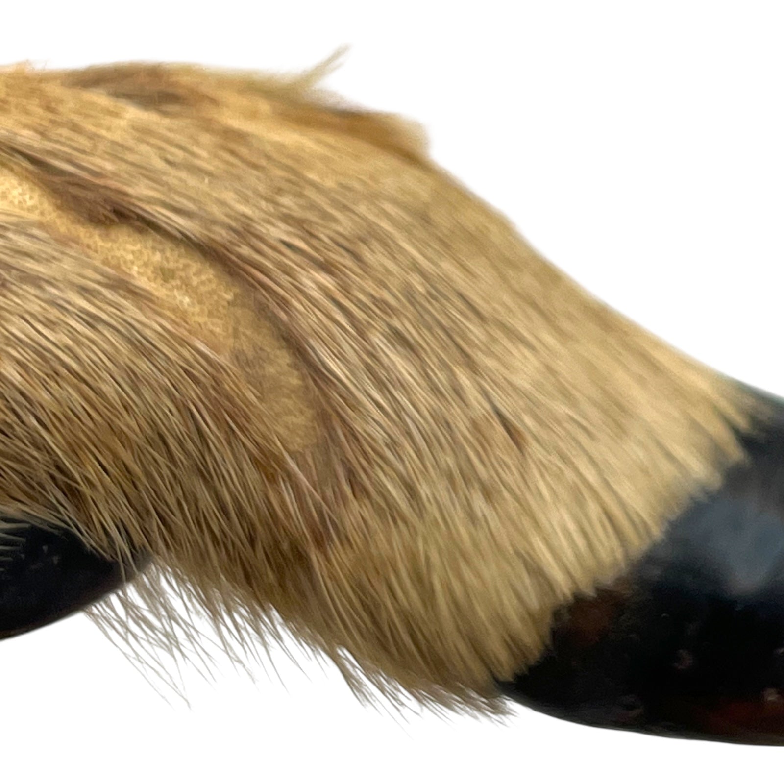 close up of a pair of wooden deer antler mounts with fur on a white background