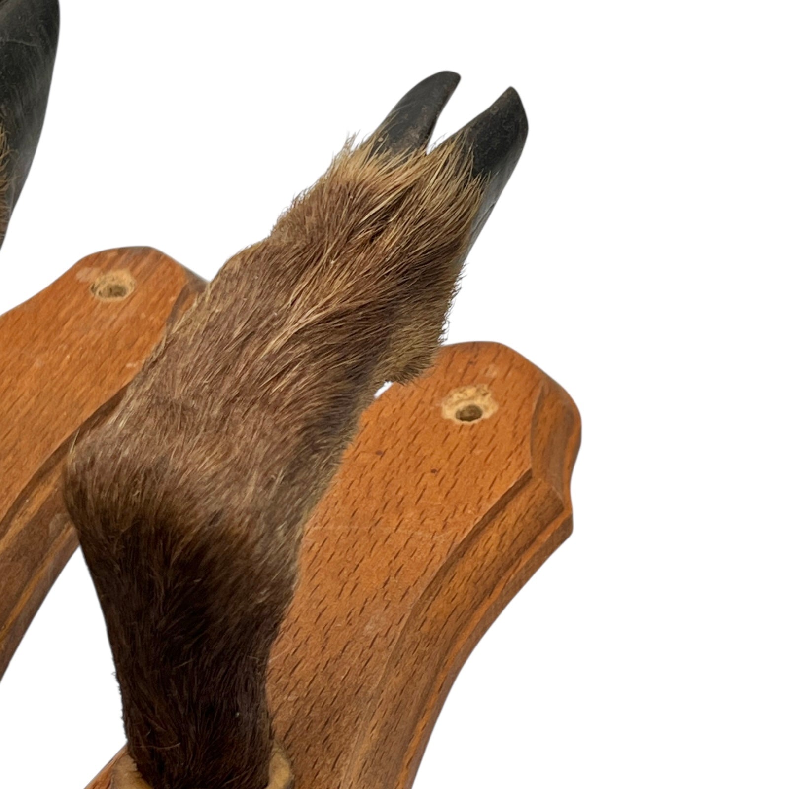 close up of boar hooves on a white background