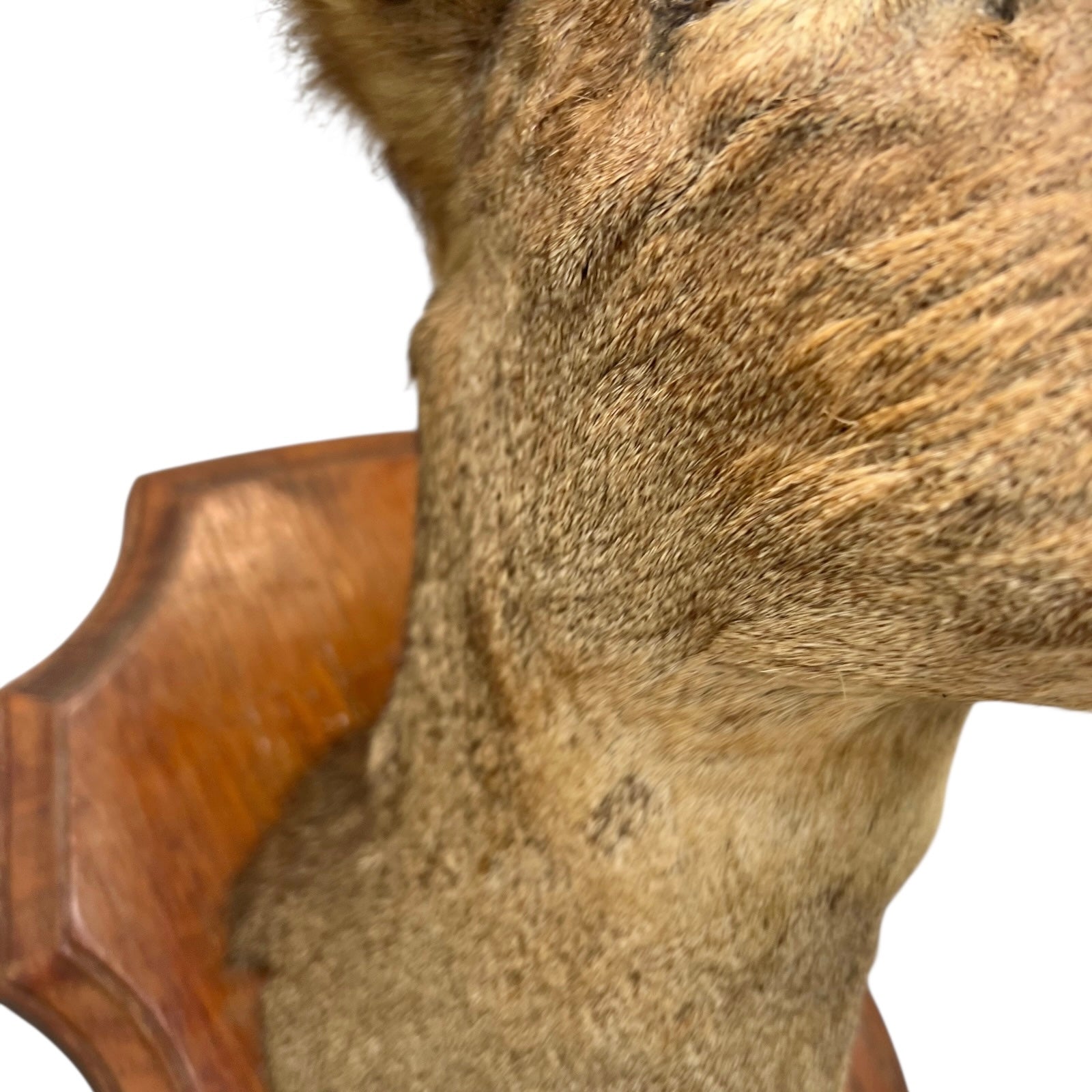 Close-up of a taxidermy deer head with a wooden plaque on a white background